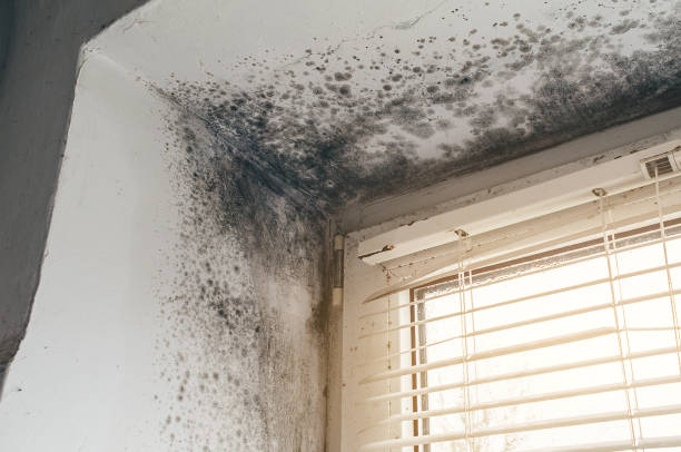 Affordable Mold Cleanup solutions in Grand Ledge, MI